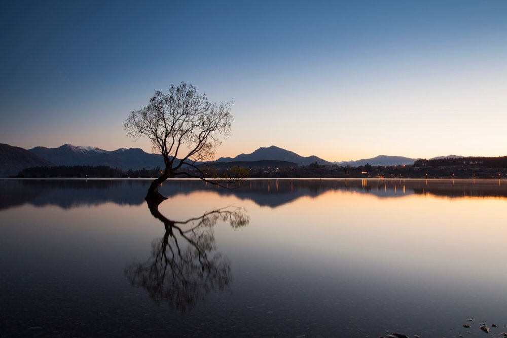 Check-in Cây Cô Đơn Wanaka Tree
