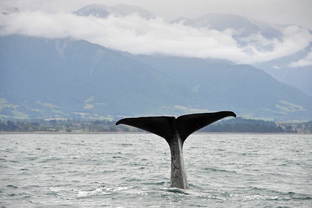 Trải Nghiệm Ngắm Cá Voi Ở Kaikoura