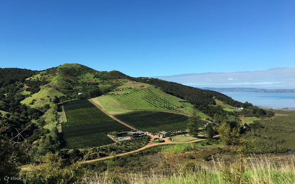 Dạo Bước & Thưởng Thức Rượu Vang Trên Đảo Waiheke