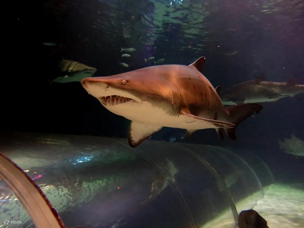 Khám Phá Đại Dương Kỳ Thú Tại Kelly Tarlton’s Aquarium