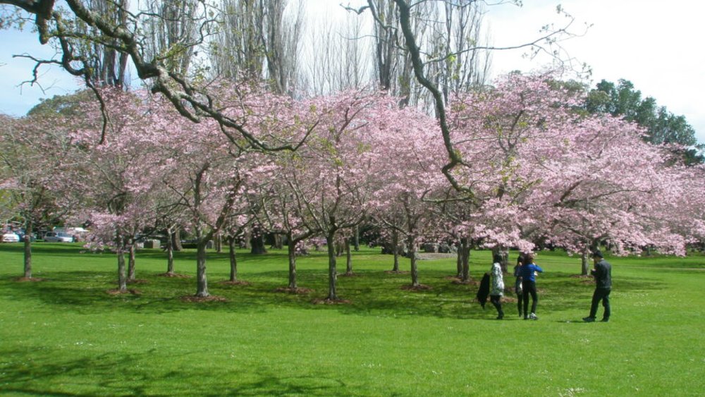 Tận Hưởng Không Gian Xanh Mát Ở Cornwall Park