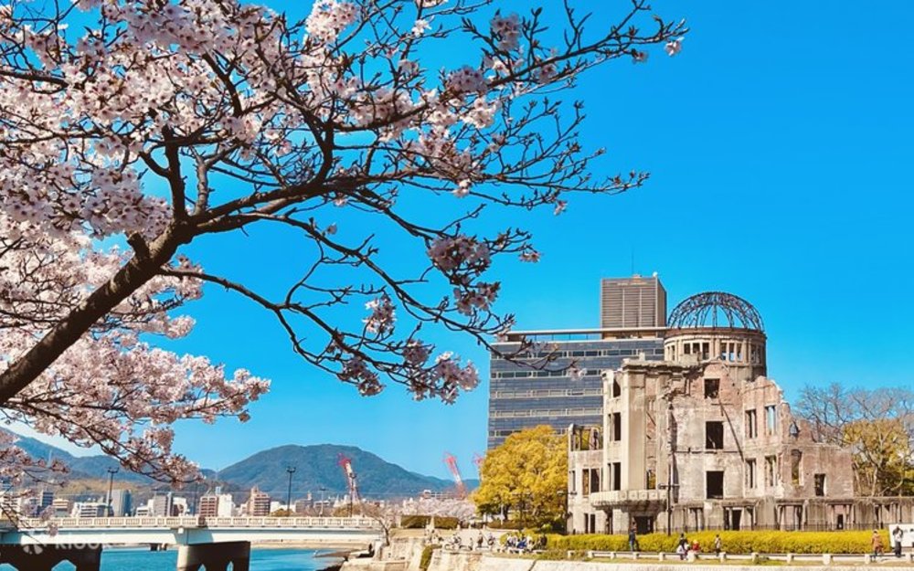 Blooming cherry blossoms by the Atomic Bomb Dome in Hiroshima Peace Memorial Park