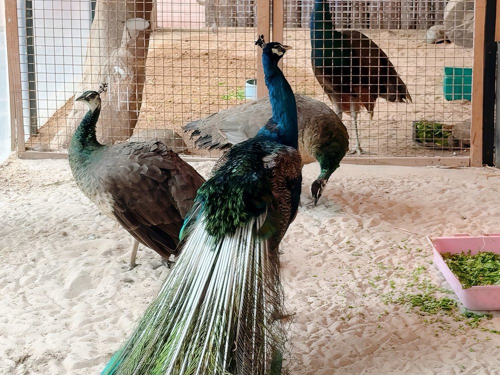 Vườn Thú Mango Beach