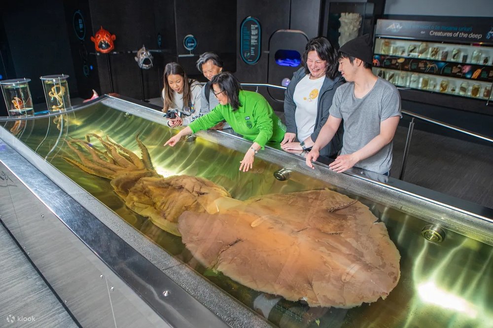 Khám Phá Bảo Tàng Te Papa – Viện Bảo Tàng Quốc Gia New Zealand