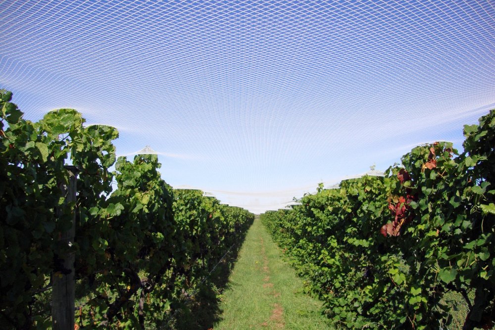 Thị Trấn Martinborough – Thiên Đường Rượu Vang Và Nghệ Thuật Địa Phương