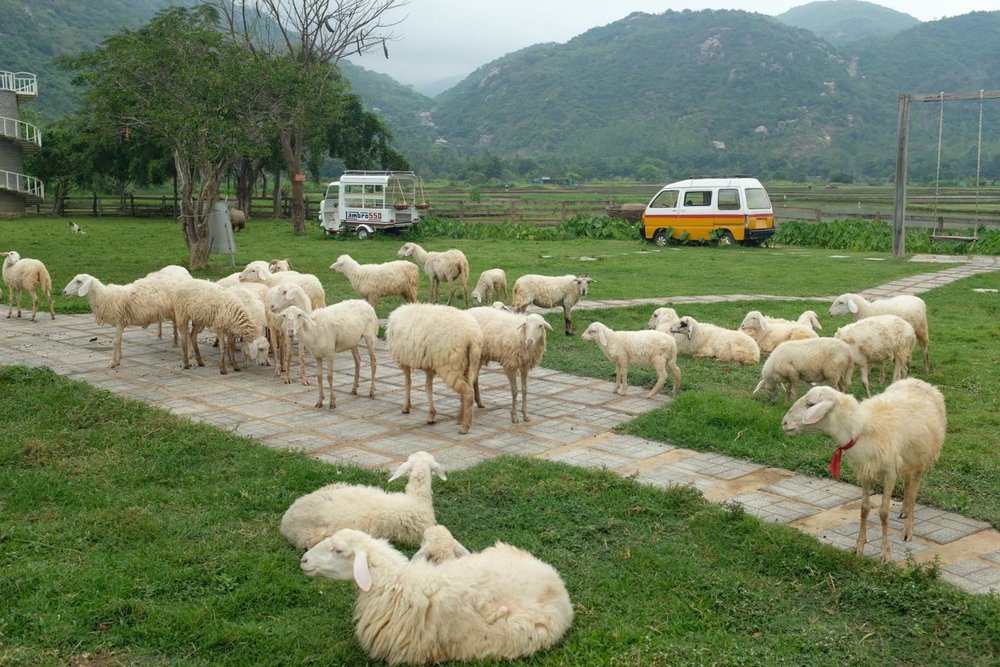 Săn Ảnh Ở Đồng Cừu Và Vườn Nho