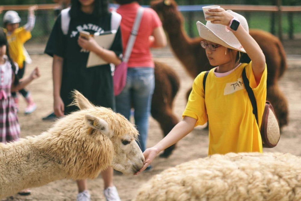 Vườn Thú ZooDoo Đà Lạt - Sở Thú Thân Thiện Cho các Bé Làm Quen
