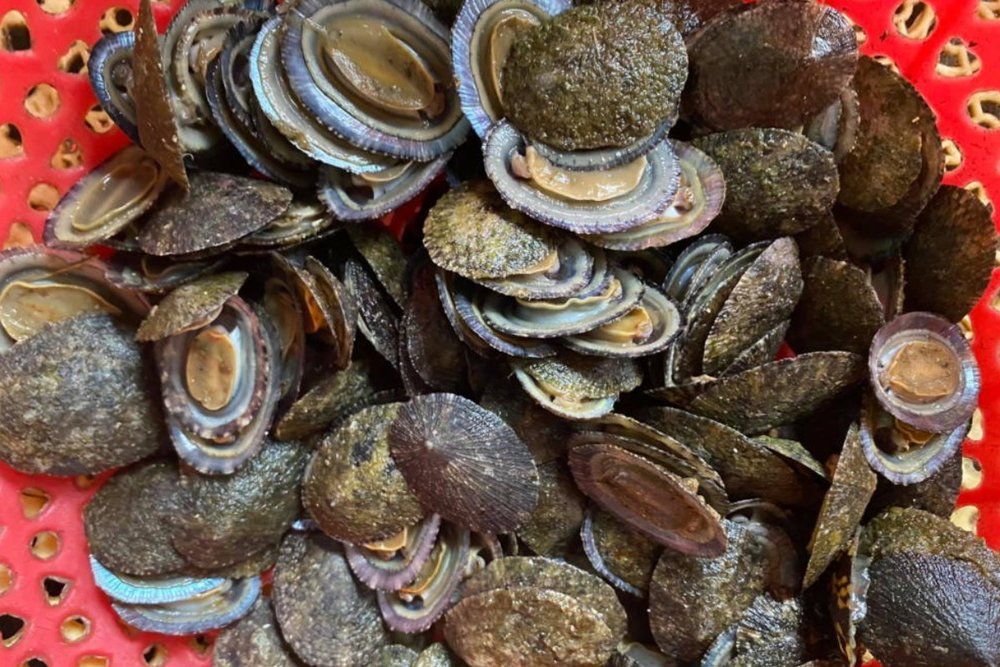 Ốc Vú Nàng Côn Đảo - Đặc Sản Độc Đáo Gây Tò Mò Cho Mọi Thực Khách