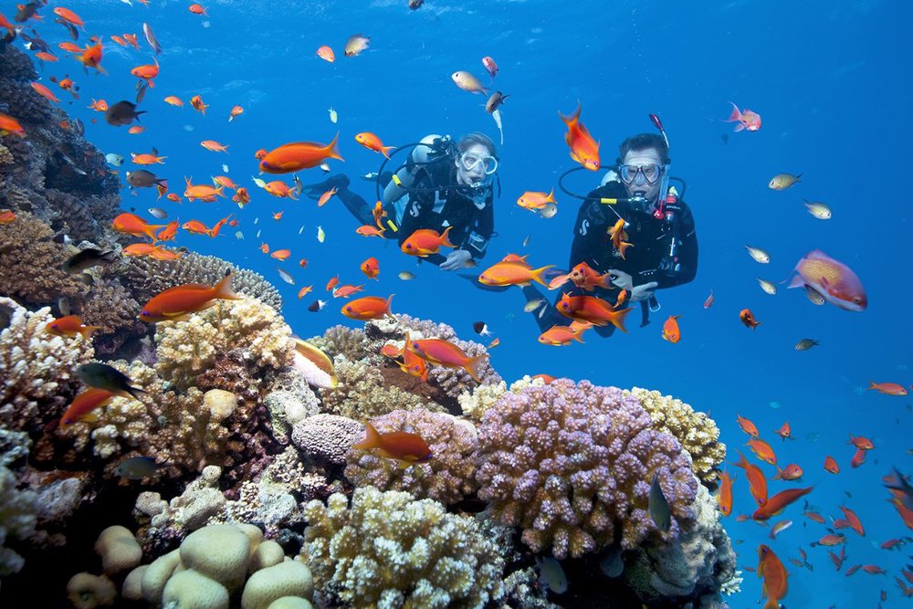 Buổi Trưa - Lặn Ngắm San Hô Và Dùng Bữa Trên Đảo