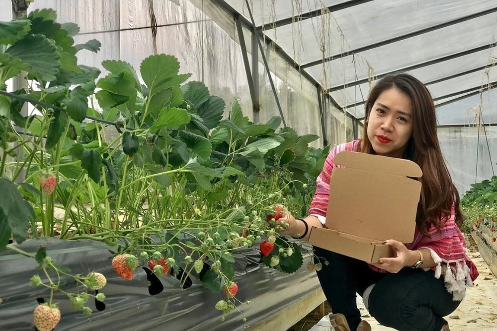  Hòa Mình Trong Vườn Dâu Tả Phìn