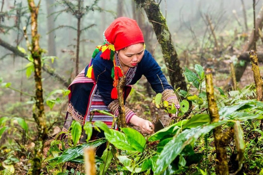 Kết Nối Văn Hóa: Nấu Ăn Cùng Gia Đình và Những Câu Chuyện Bên Bếp Lửa Tả Phìn