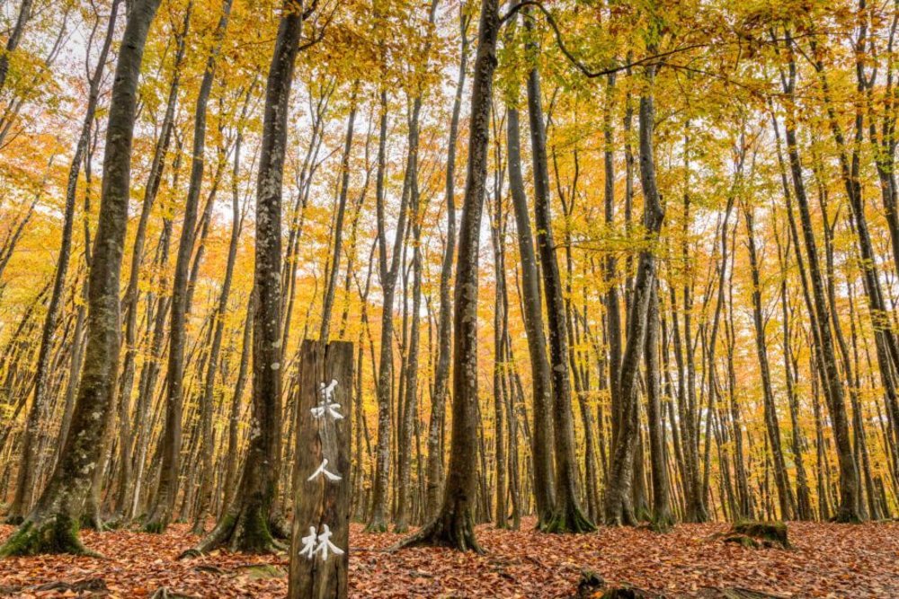 越後湯澤自由行, 越後湯澤一日遊, 越後湯澤景點, 美人林