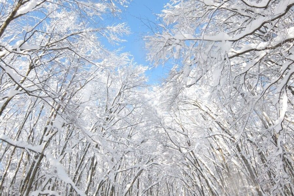 越後湯澤自由行, 越後湯澤一日遊, 越後湯澤景點, 美人林