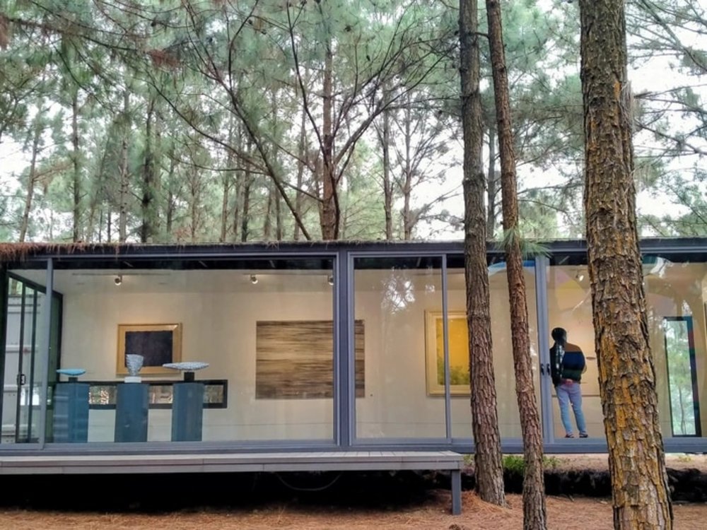  Đạp Xe Hoặc Đi Dạo Quanh Rừng Thông