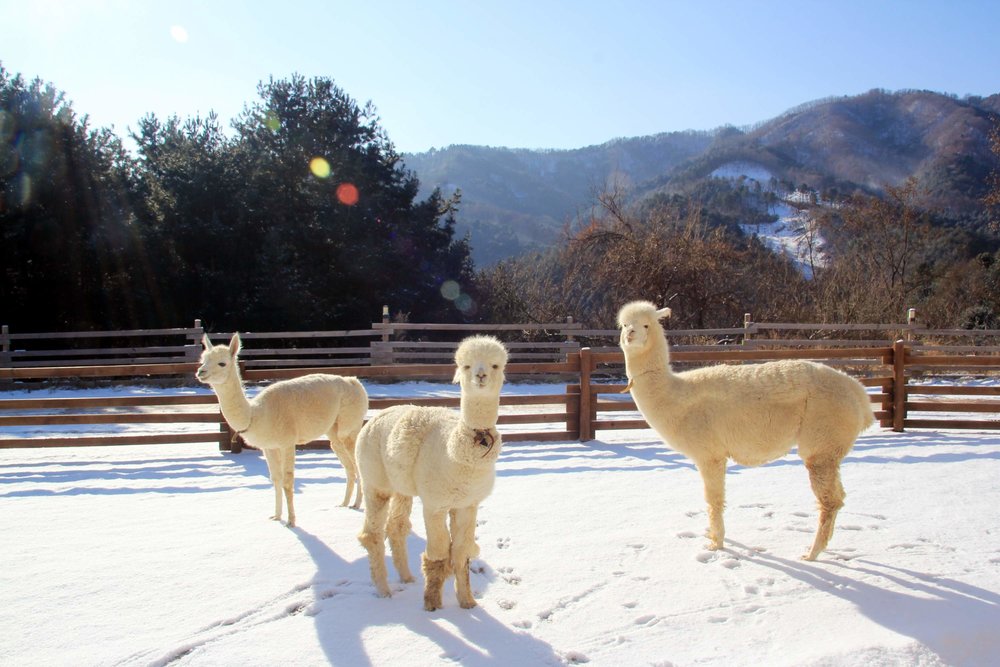 Hòa Mình Cùng Động Vật Đáng Yêu Tại Alpaca World