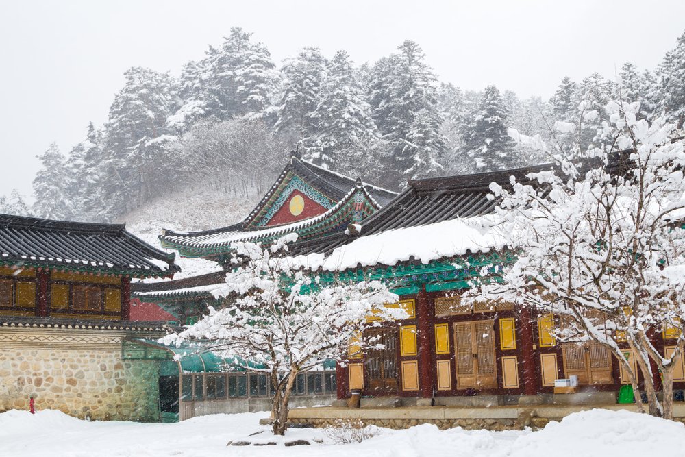  Khám Phá Rừng Cây Tuyệt Đẹp Tại Rừng Odaesan Mùa Đông