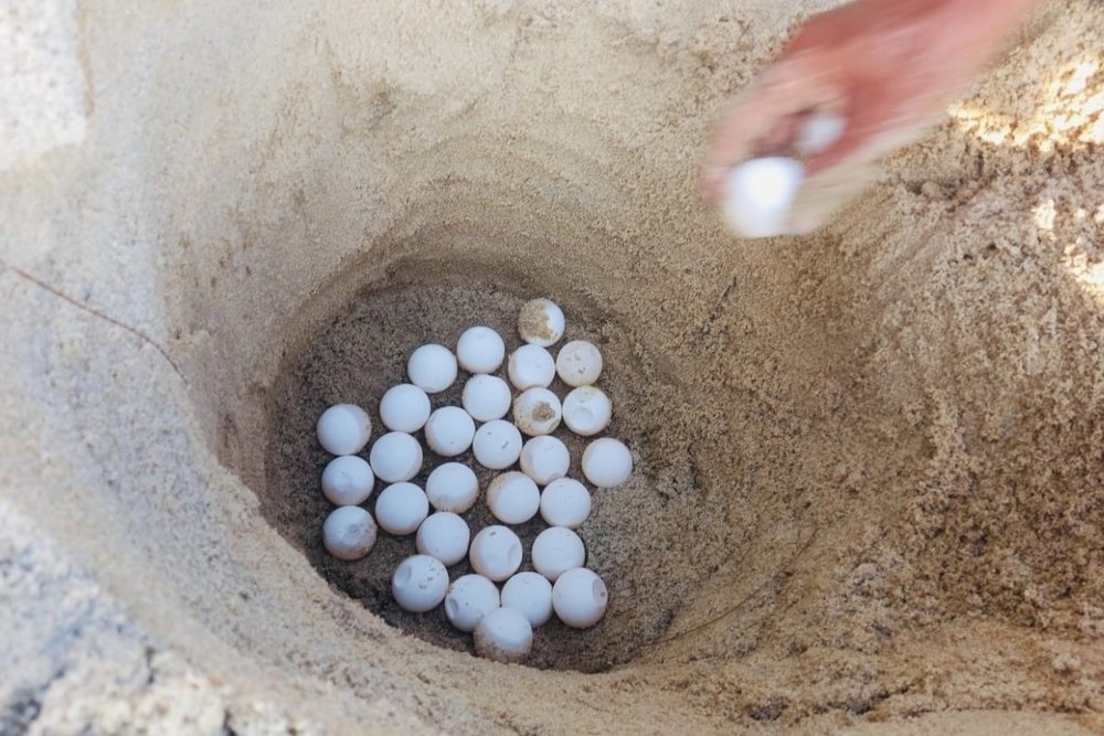 Xem Rùa Đẻ Trứng Ở Hòn Cau - Kỷ Niệm Thiên Nhiên Vô Giá