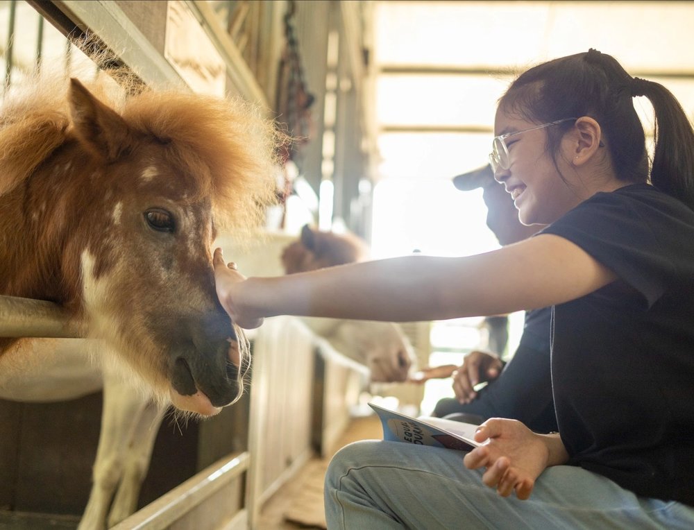 SG - equal christmas stables