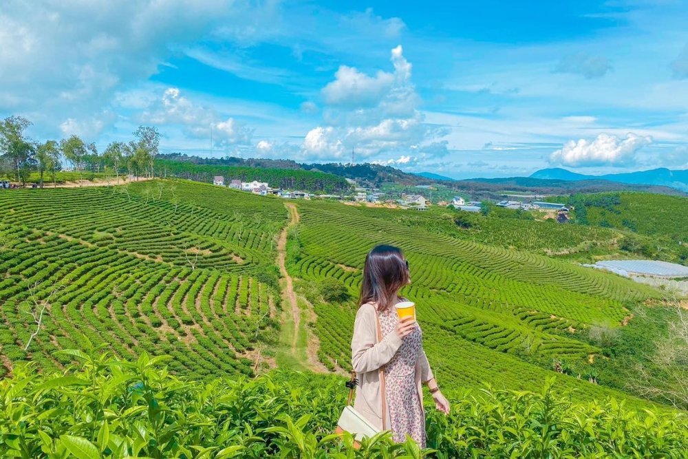 Tung Tăng "Sống Ảo" Tại Đồi Chè Cầu Đất: Khung Hình Chuẩn Điện Ảnh! 