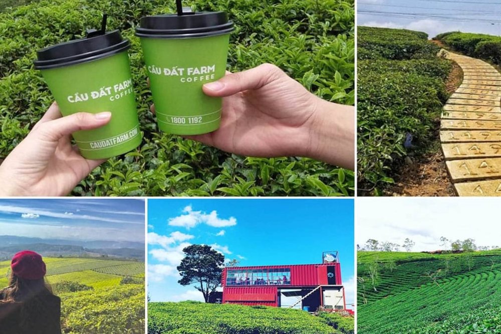 Thưởng Thức Hương Vị Trà Tươi Ngon Tại Cầu Đất Farm