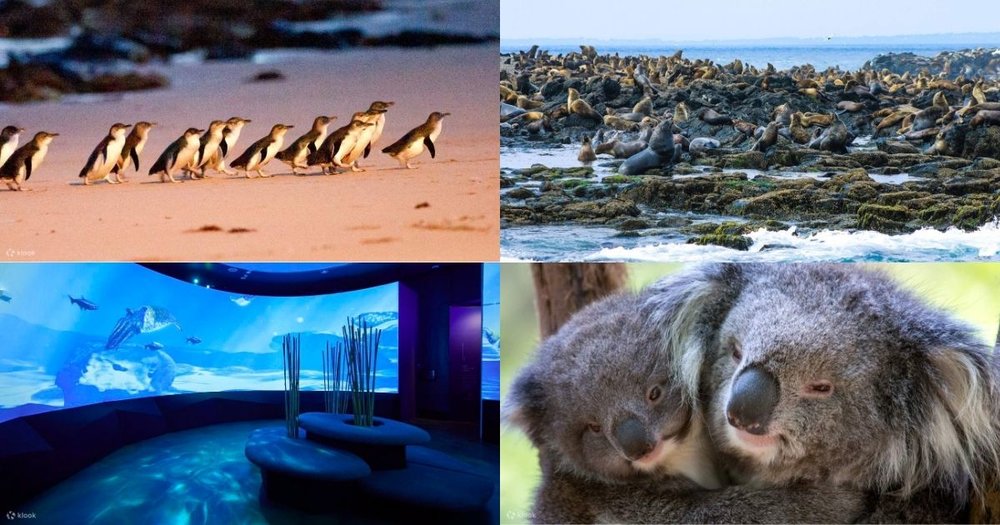 A collage of penguins, seals, sharks, and koalas all from different tourist attractions