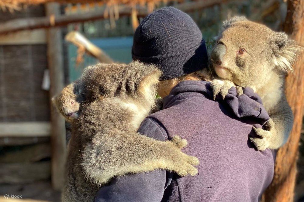 Two koalas hugging a person