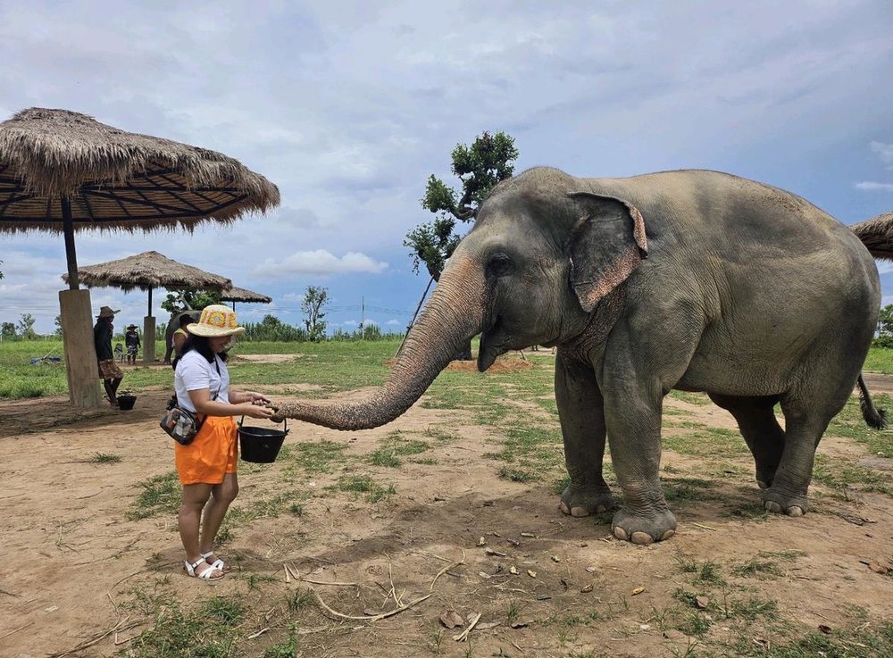 A tourist feeding an elephant at the Elephant Jungle Sanctuary | Photo by Klook User Nikki ******