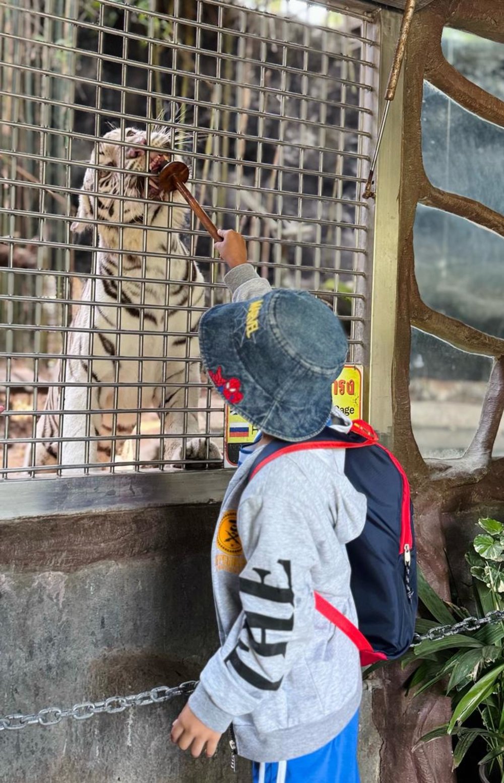 A kid tourist feeding a white tiger at the Khao Kheow Open Zoo | Photo by Klook User อรพิน ******