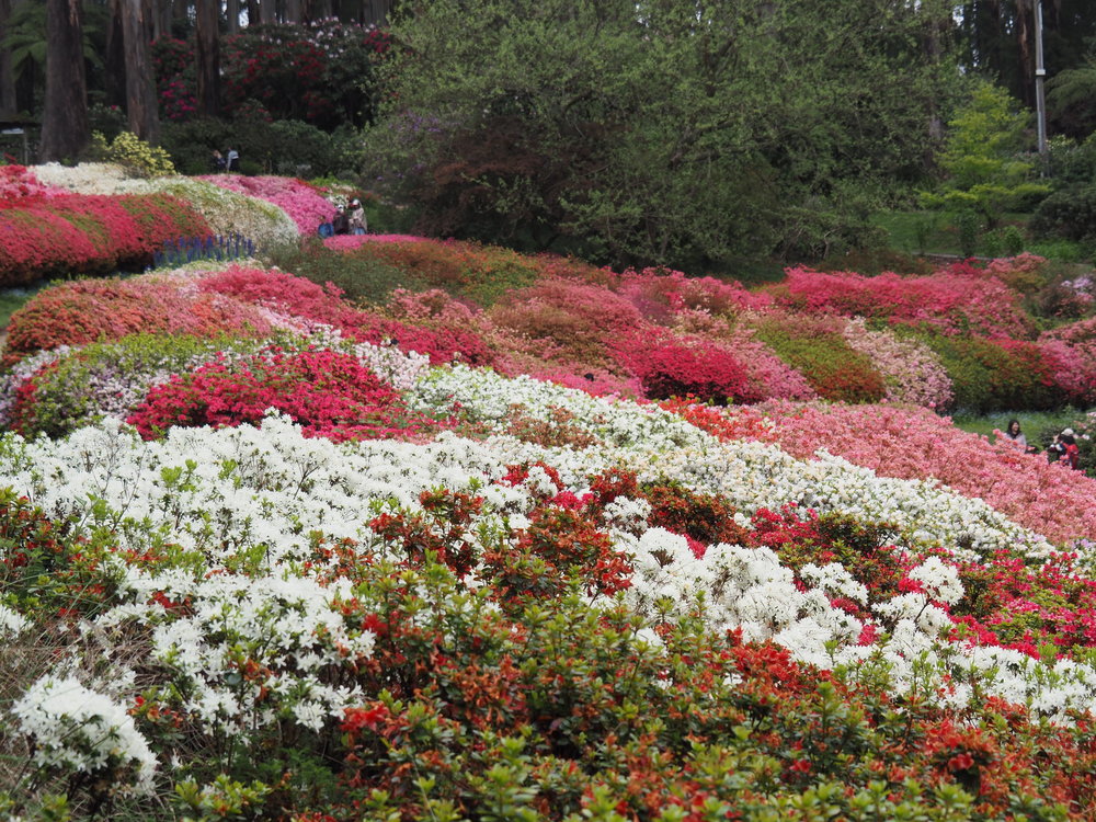 Colorful azalea and rhododendron blooms at Dandenong Ranges Botanic Garden