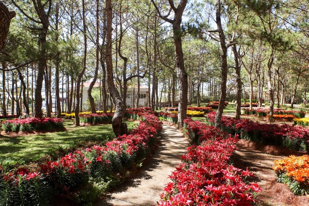 Sáng: Ngỡ Ngàng Tại Cao Nguyên Hoa Đà Lạt