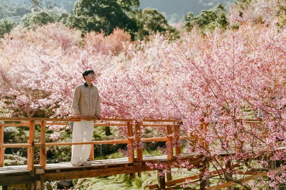 Ngắm Mai Anh Đào Ở Doi Khun Tan - Điểm Săn Hoa Gần Lampang