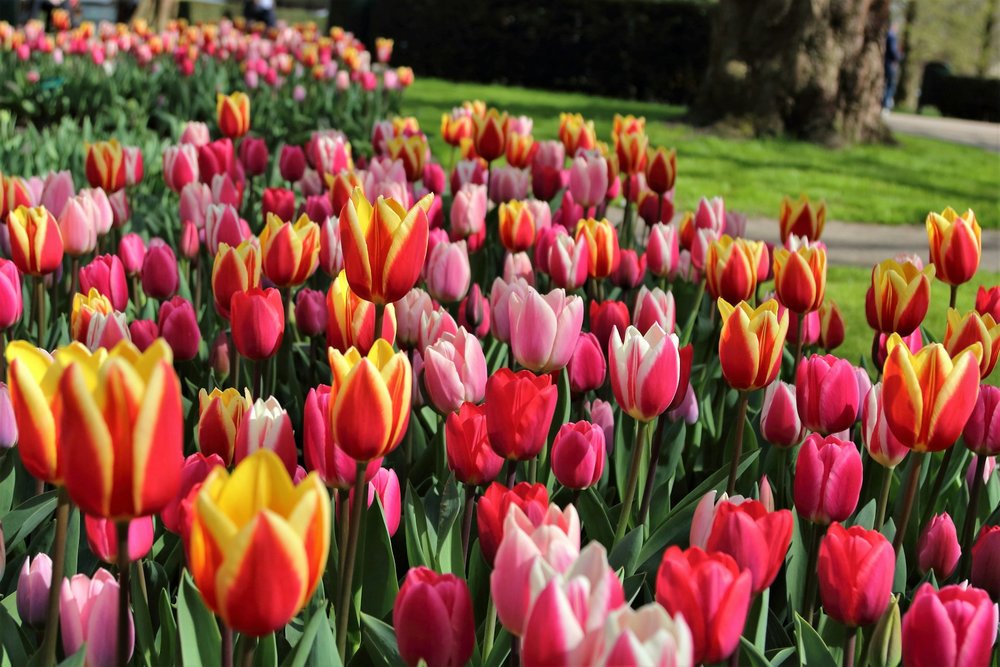 Red, yellow, and pink tulips in Amsterdam