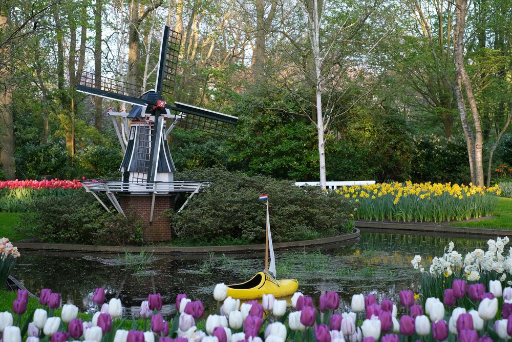 Windmills and tulips at one of the flower fields in Keukenhof.