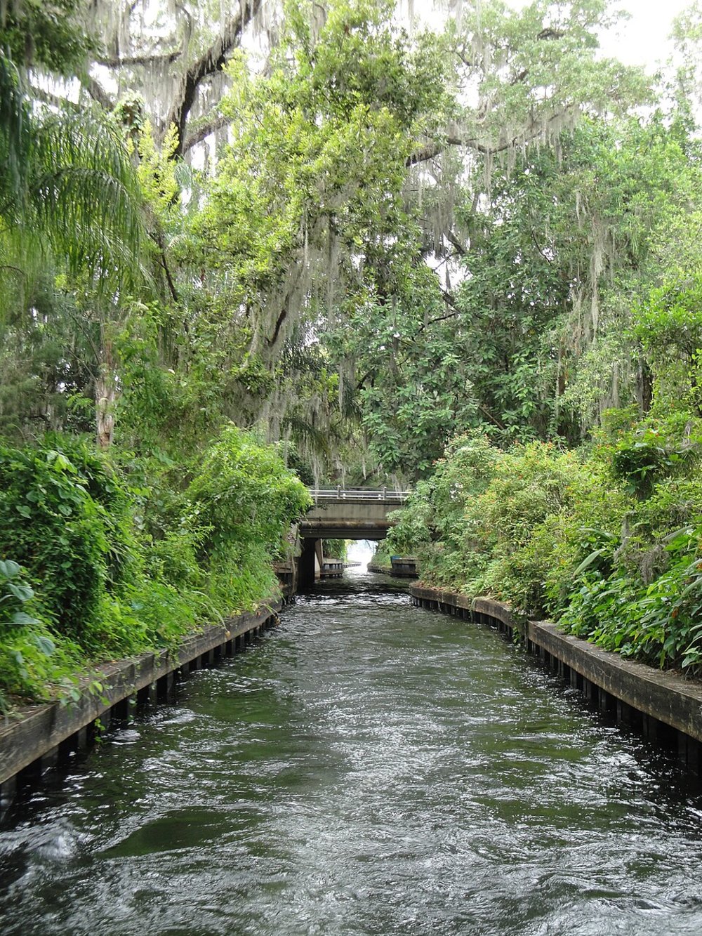 Waterway surrounded by lush greenery and mossy trees in Orlando
