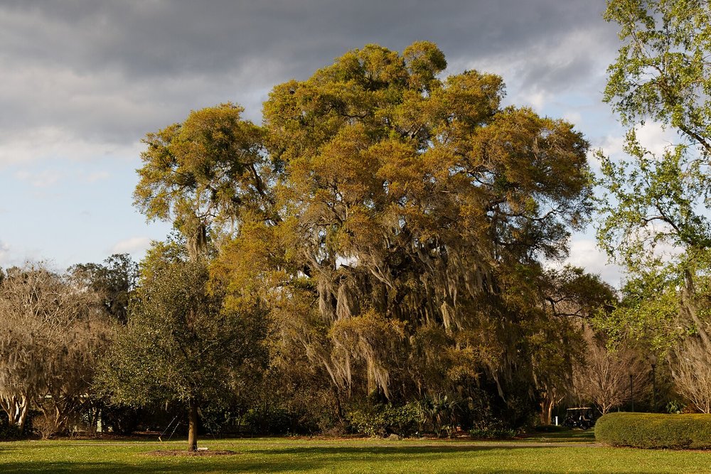Large oak tree with hanging moss at Harry P. Leu Gardens in Orlando
