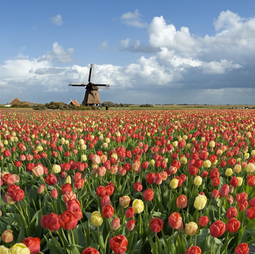 Colorful tulip field stretching toward a windmill under a bright sky