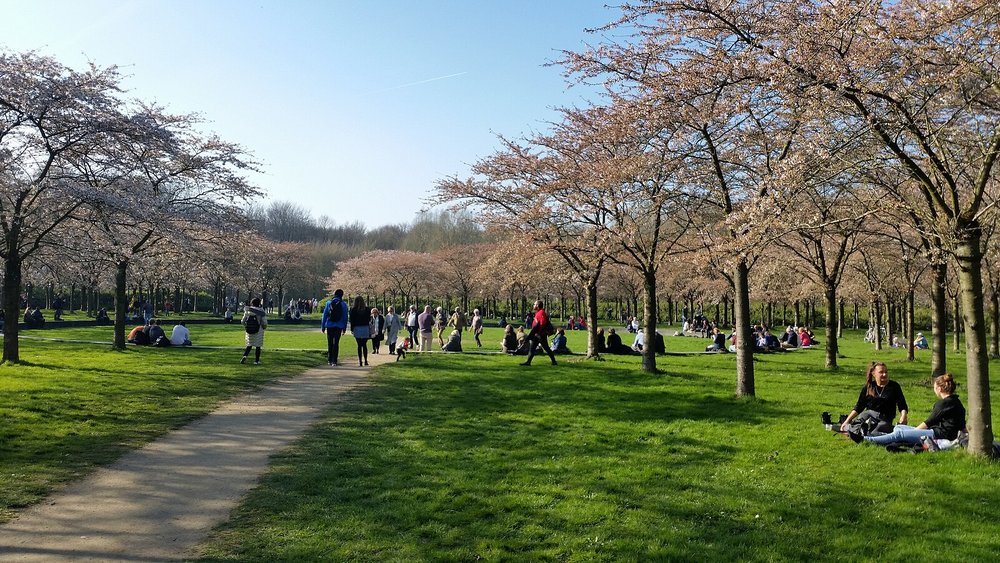 People relaxing under blooming cherry trees in Amsterdamse Bos