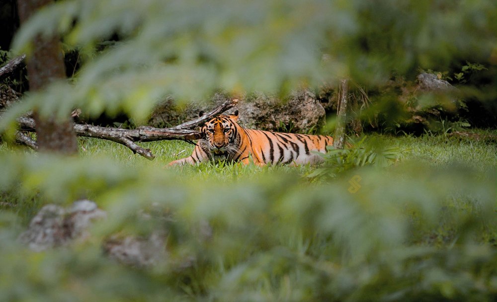 Source: Cebu Safari & Adventure Park/Facebook