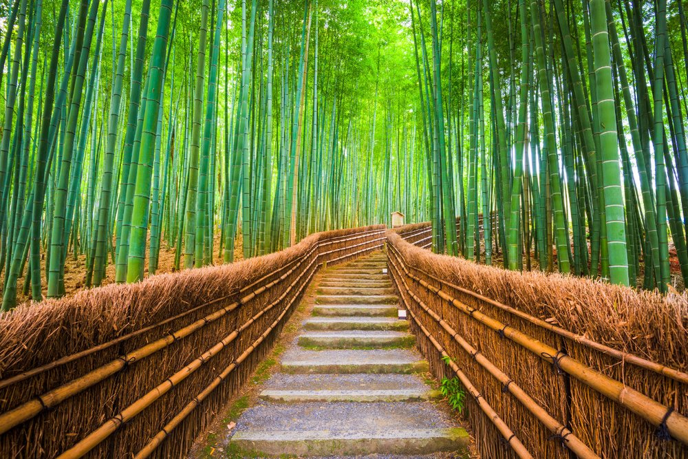Rừng Tre Arashiyama Ở Kyoto