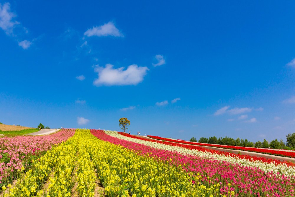 Đồi Hoa Shikisai no Oka Biei