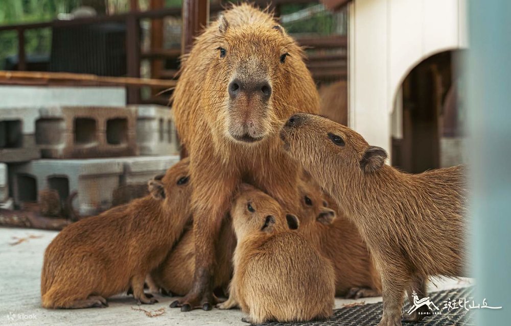 Capybaras at Bambi Land Yilan Taiwan
