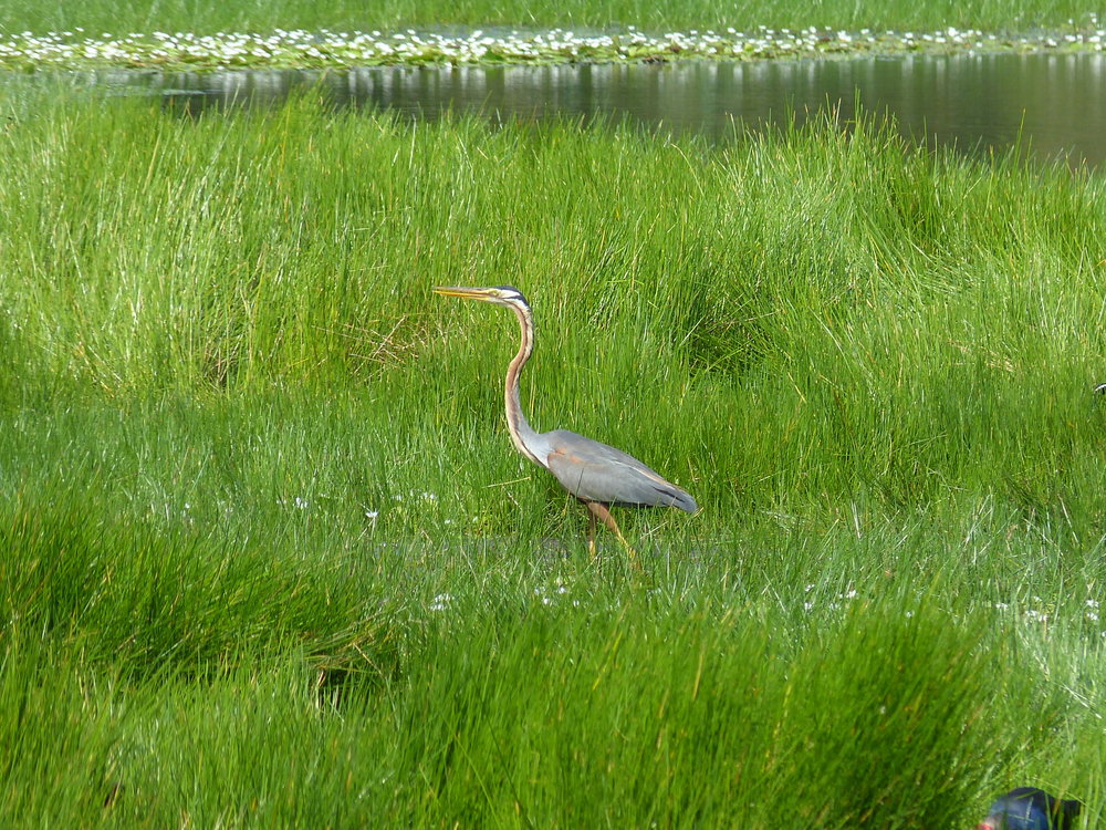 Khu Du Lịch Sinh Thái Gáo Giồng