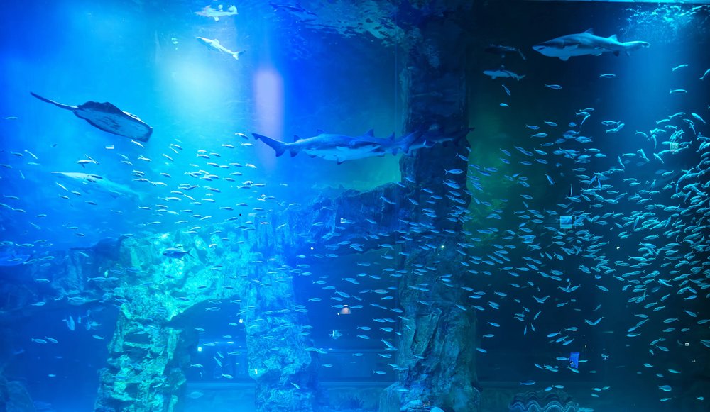 Thủy Cung Lotte World: Đại Dương Thu Nhỏ Giữa Lòng Seoul