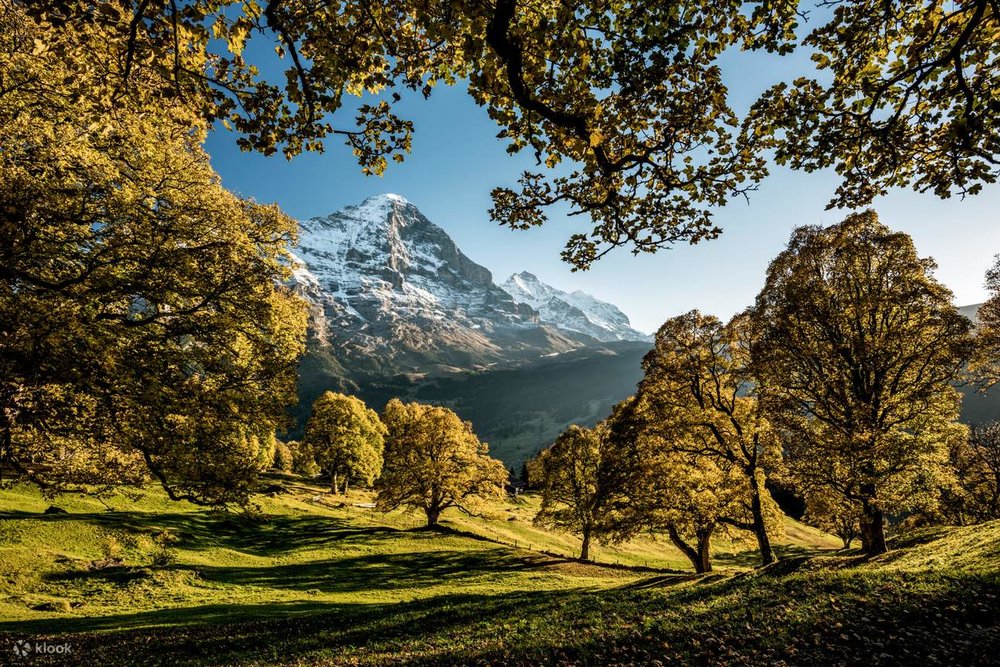 See the Alpine scenery from Grindelwald, Interlaken, and Lauterbrunnen. Image Alt-Text: Rows of trees forming an opening to show a view of the Alps from afar
