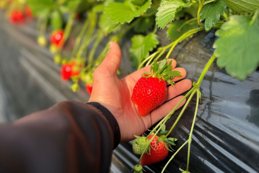 Hái Dâu Tây Ở Saga: Thưởng Thức Vị Ngọt Của Saga Honoka