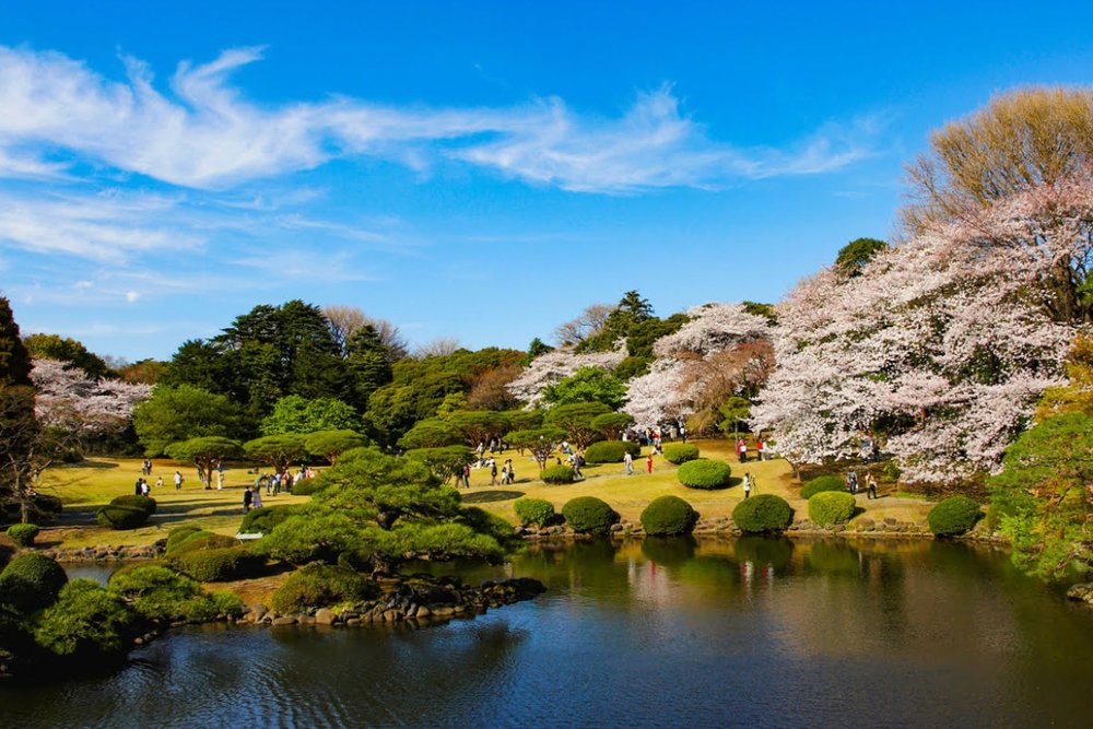 Buổi Sáng: Dạo Bước Giữa Thiên Nhiên Tại Shinjuku Gyoen
