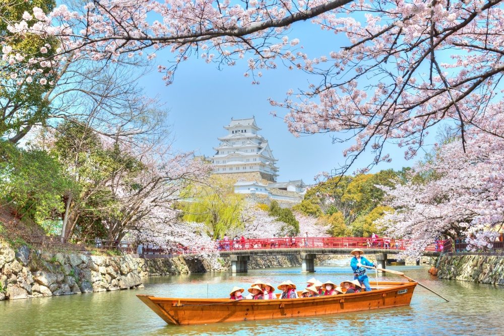 Ngắm Hoa Anh Đào Tuyệt Sắc & Trải Nghiệm Hái Dâu Tây Độc Đáo