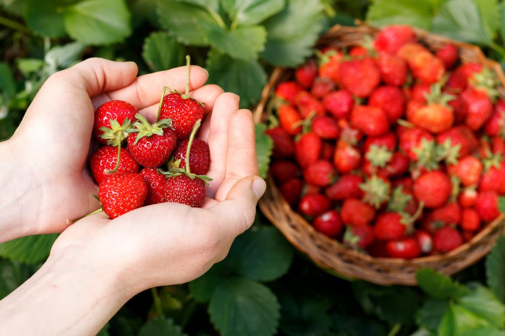 Ngắm Hoa Anh Đào Tuyệt Sắc & Trải Nghiệm Hái Dâu Tây Độc Đáo