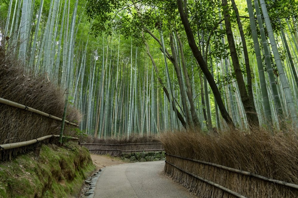 Buổi Chiều: Chìm Đắm Trong Rừng Tre Arashiyama - Chùa Tenryuji