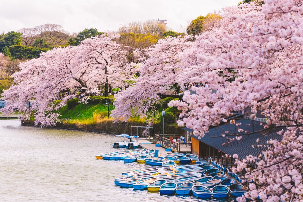 Hồ Nước Chidorigafuchi - Chèo Thuyền Giữa Làn Hoa Lãng Mạn